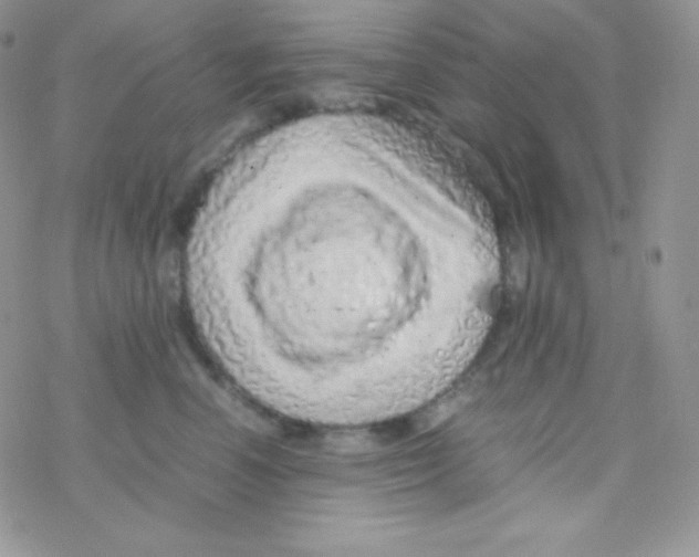 X0000077390666200611172040