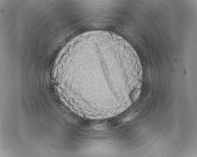 X0000077390746200611172038