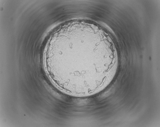 X0000077390831200611172037