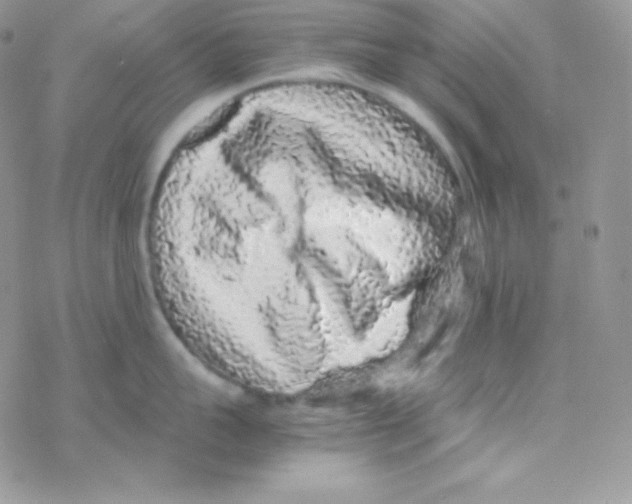 X0000077390959200611172036
