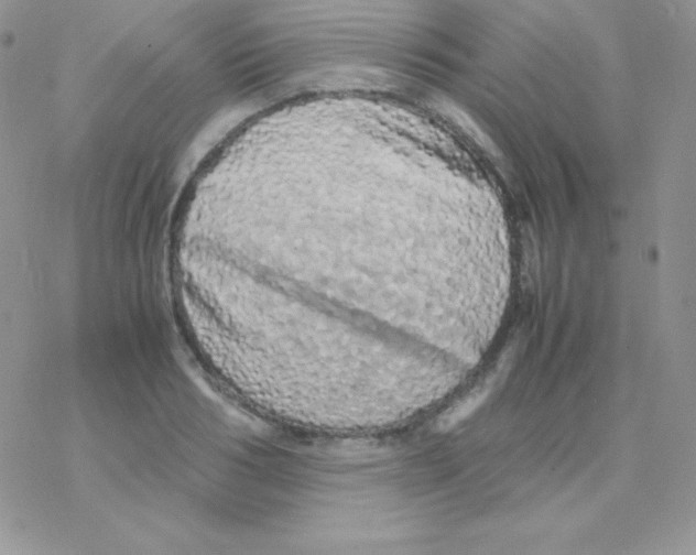 X0000077390986200611172035