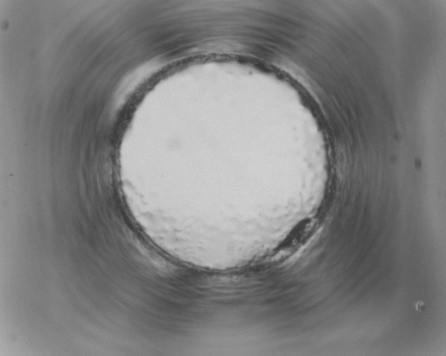X0000077391115200611172032