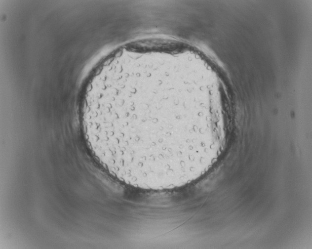 X0000077391167200611172032
