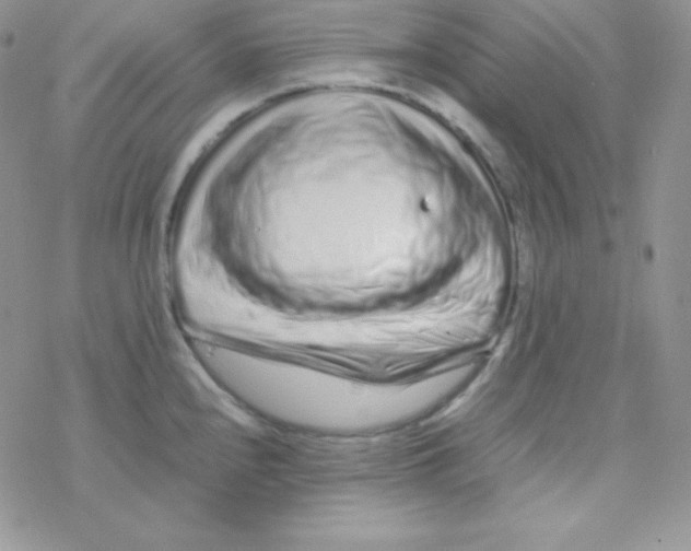 X0000077391240200611172031