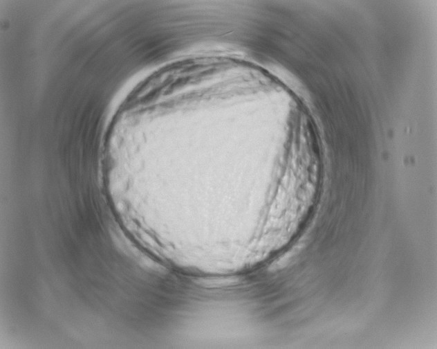 X0000077391296200611172029