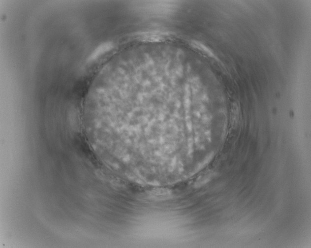 X0000077391446200611172027