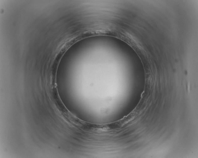 X0000077400548200610201042