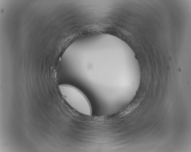 X0000077400624200610201041