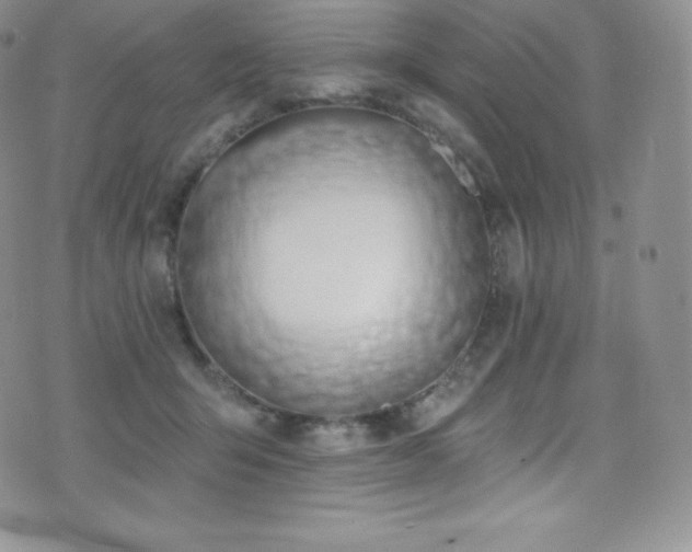 X0000077400415200610201450