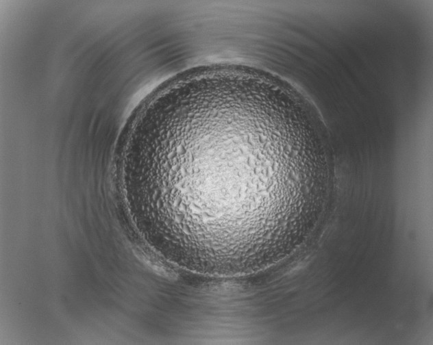 X0000077400879200610272036