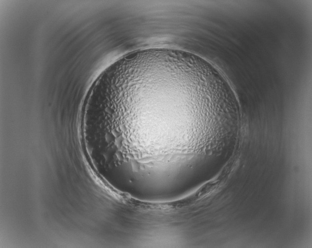 X0000077400957200610272035
