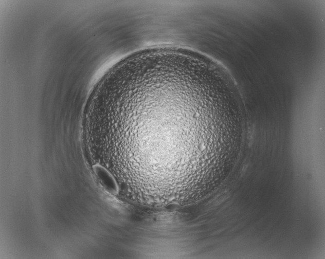 X0000077401279200610272029