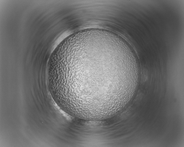 X0000077401290200610272029