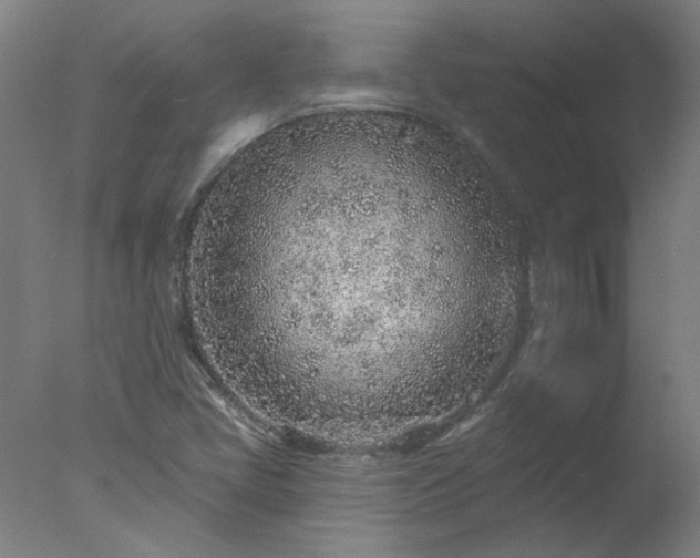 X0000077401405200610272027
