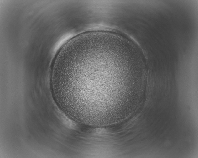 X0000077401463200610272026