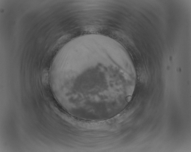 X0000077400036200611032037