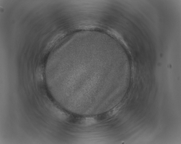 X0000077400114200611032036