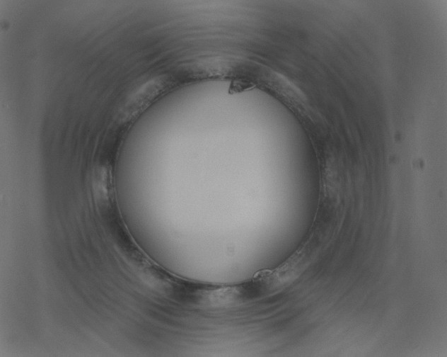 X0000077400122200611032036