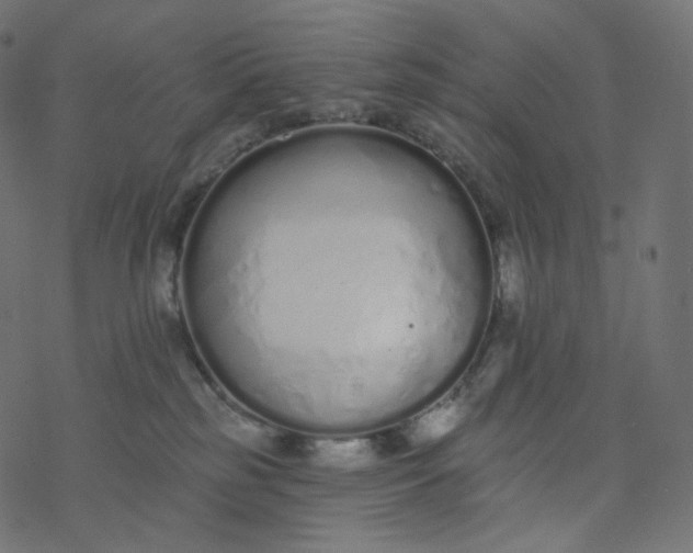 X0000077400185200611032036