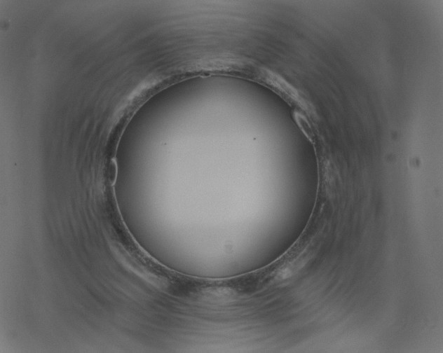 X0000077400203200611032035