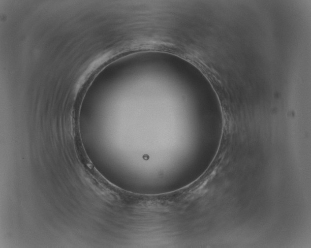 X0000077400244200611032033