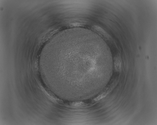 X0000077400410200611032031