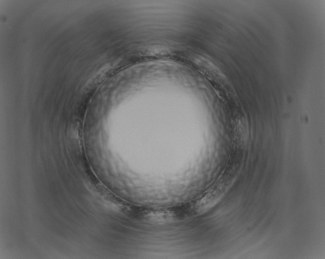 X0000077400415200611032031