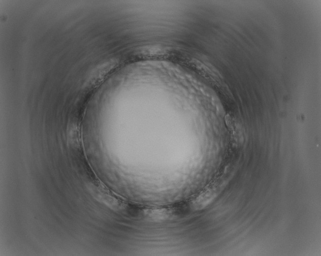 X0000077400419200611032031