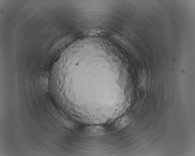 X0000077400427200611032031