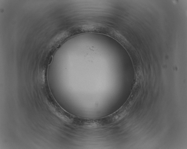 X0000077400454200611032031