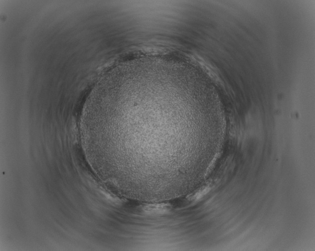 X0000077400465200611032031