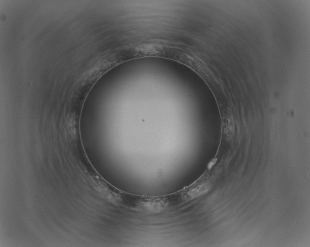 X0000077400466200611032031