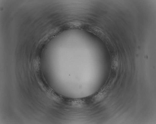 X0000077400468200611032031