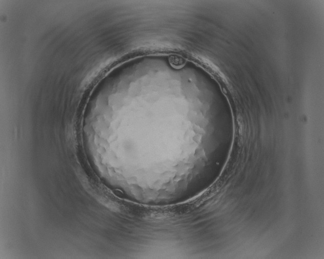 X0000077400487200611032030