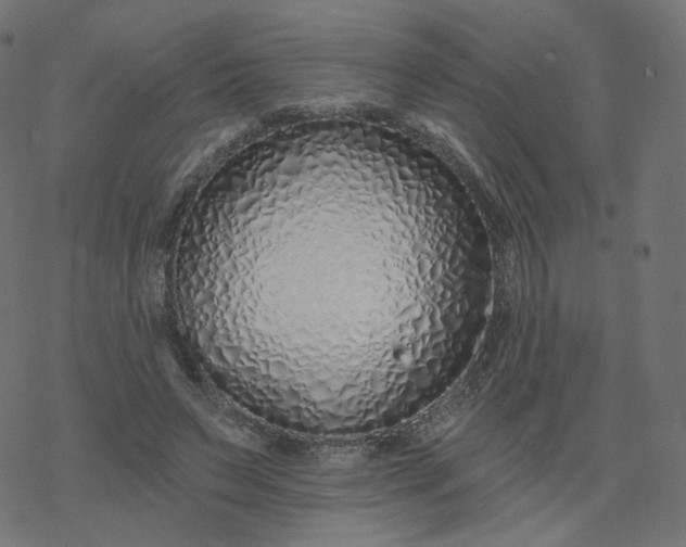 X0000077400495200611032030