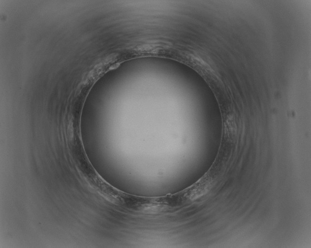 X0000077400504200611032030