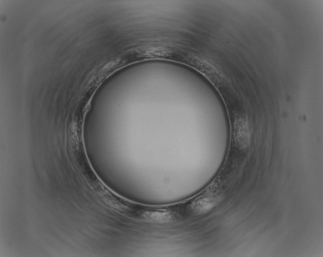 X0000077400506200611032030