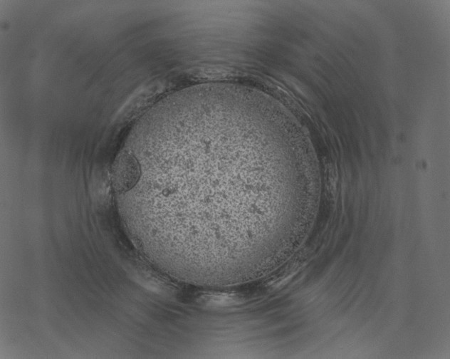 X0000077400507200611032030