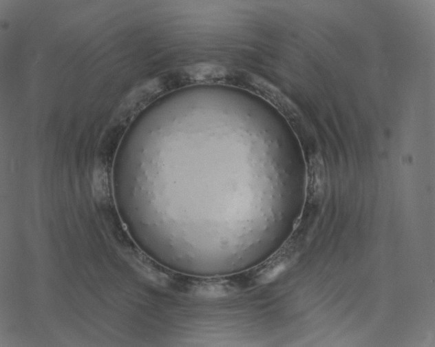 X0000077400523200611032030