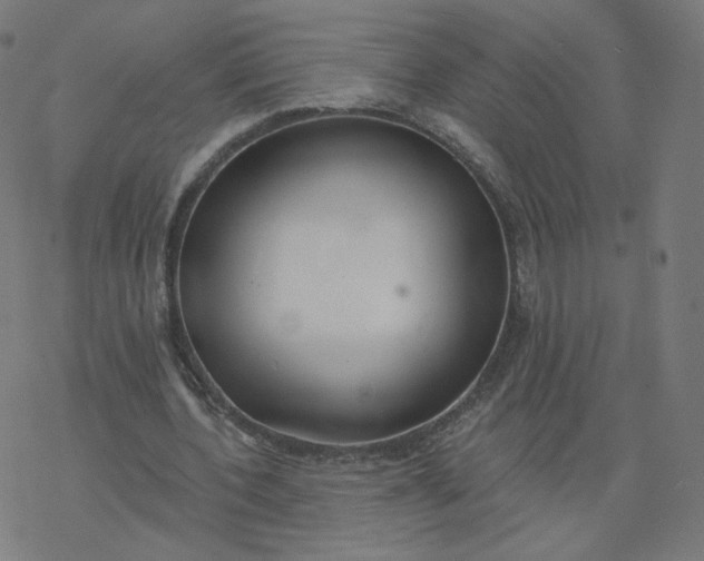 X0000077400532200611032029