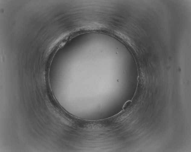 X0000077400535200611032029