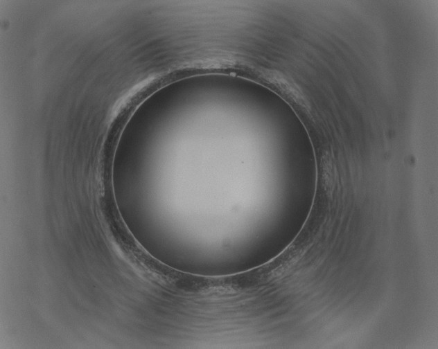 X0000077400536200611032029