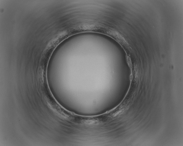 X0000077400542200611032029