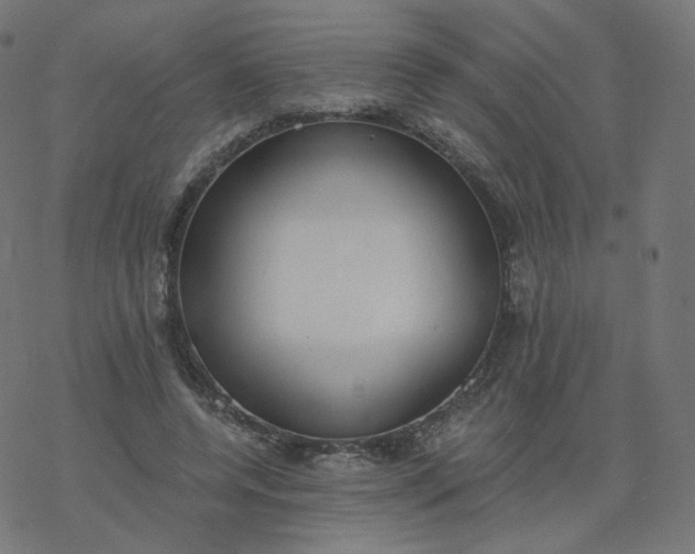 X0000077400544200611032029