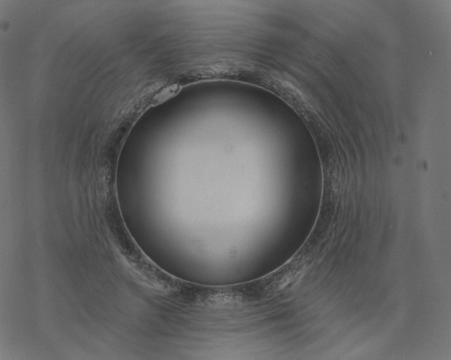 X0000077400546200611032029