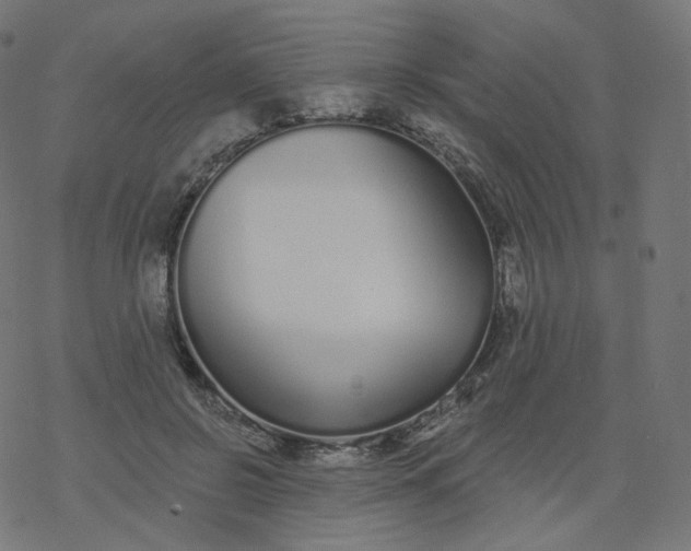 X0000077400550200611032029