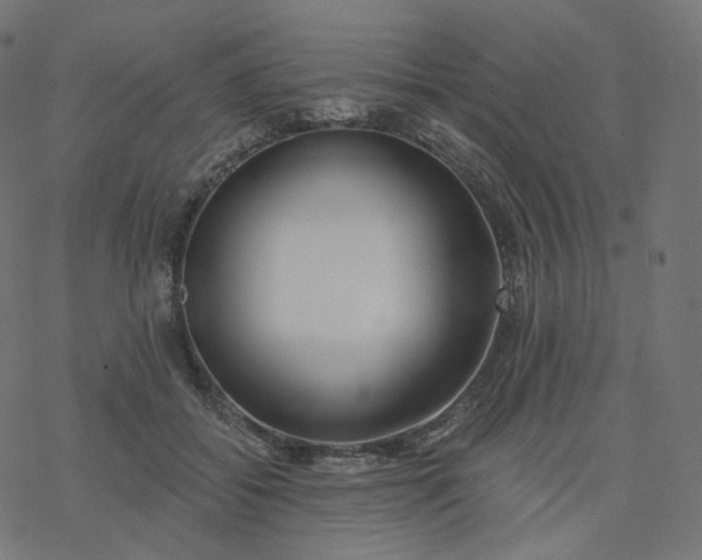 X0000077400556200611032029