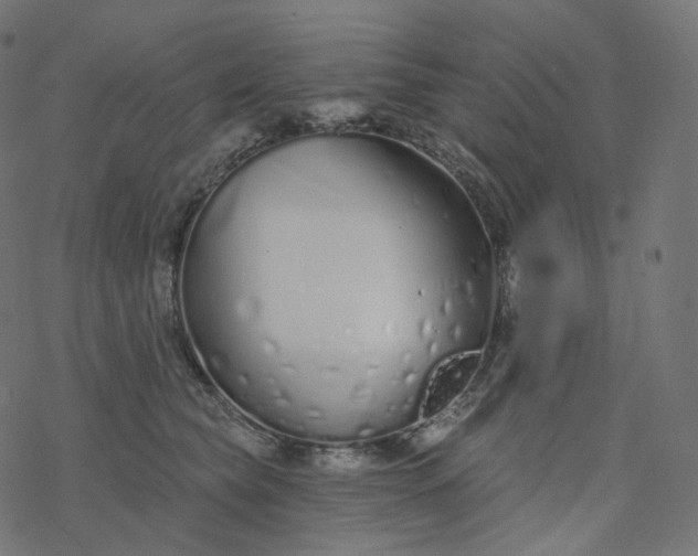 X0000077400565200611032029