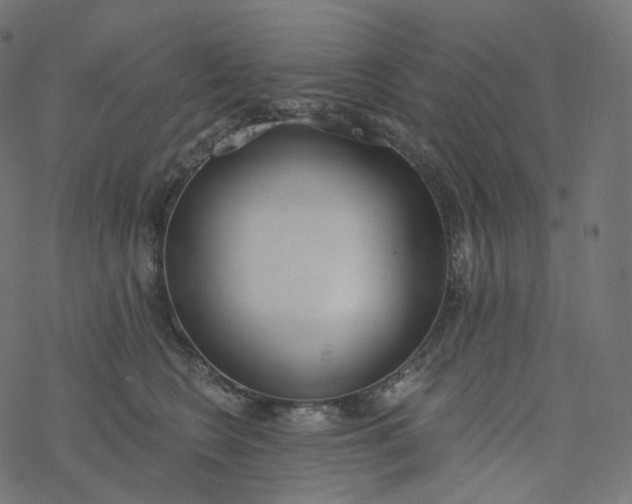 X0000077400566200611032029