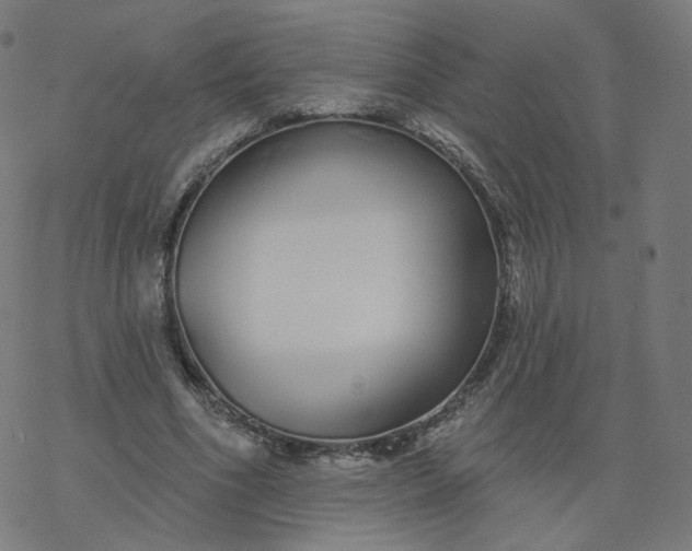 X0000077400586200611032029